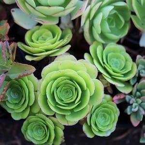 Aeonium Tabuliforme - beautiful succulent - propagation leaf
