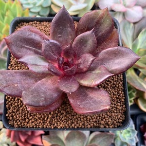 Vetplantkweekblad Echeveria 'Love and War'