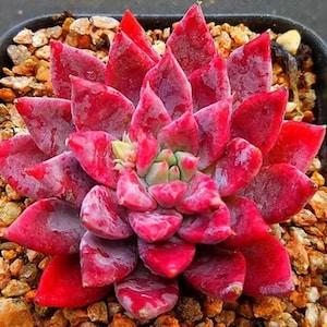 Peut inclure: Gros plan sur une plante succulente rouge vif avec des feuilles épaisses et pointues disposées en rosette. La plante est dans un pot noir rempli de petits cailloux brun clair. Les feuilles ont un aspect poussiéreux et givré.