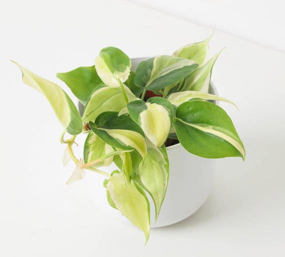 Philodendron Scandens Rio Steckling - Seltene Zimmerpflanze - Etsy  sterreich