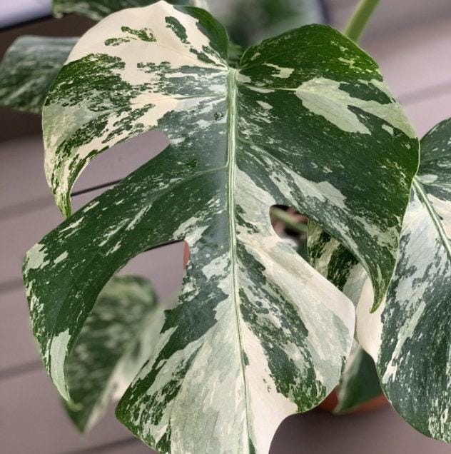 plants monstera deliciosa Monstera Deliciosa | Swiss Cheese Houseplant | Buy Plants Online | Easy  Care main image 1