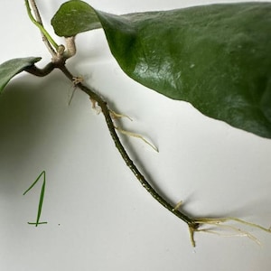 Sällsynt Vining Hoya: Hoya Caudata-stickling med nod, vaxplantstickling