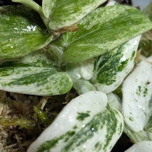 Op de afbeelding: Een bonte plant met kleine, hartvormige bladeren met een mix van crèmewitte en felgroene patronen. Het blad ziet er glanzend en vochtig uit, waarbij sommige bladeren meer witte variatie vertonen dan andere, genesteld in mos.