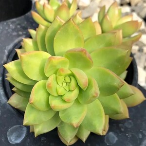 Sedum Golden Glow - wunderschöne Sukkulente - Vermehrungsblatt