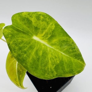 Sällsynt brokig pilbladig Alocasia-lök: Alocasia Longiloba Variegata-knöl, samlarväxt