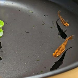 Op de afbeelding: Drie kleine vissen zwemmen in een donkere kom. Twee zijn oranje met donkere strepen en één is zwart. De vissen zitten in een donkere kom met een paar groene bladeren en kleine deeltjes die in het water drijven.