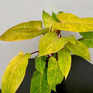 philodendron rio cream splash Philodendron Rio | Rare Trailing Aroid main image 0