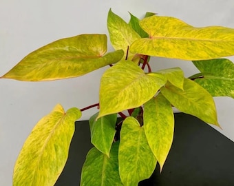 Estaca de Philodendron Painted Lady - Planta tropical rara