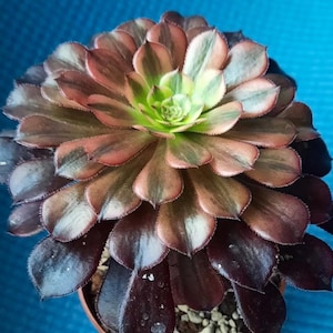Aeonium Zwartkin - beautiful succulent - propagation leaf