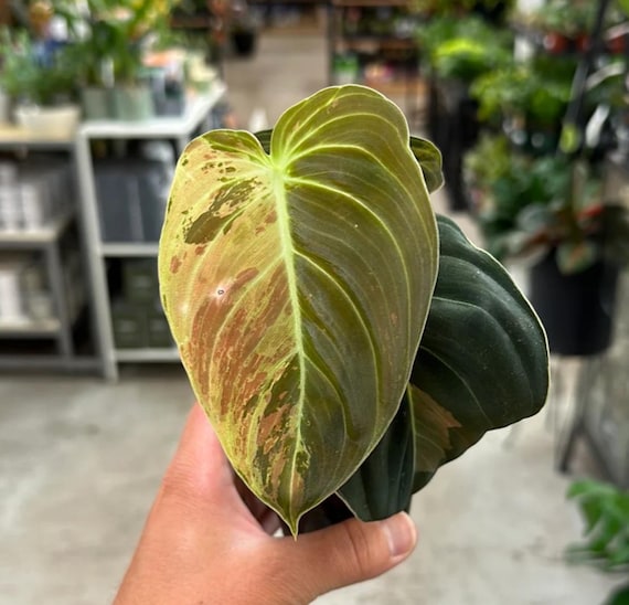Vielfarbiger Philodendron Melanochrysum Steckling - Seltene Pflanze -  Etsy.de