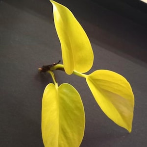 May include: Close-up of a vibrant yellow plant cutting with three large, heart-shaped leaves. The leaves have a smooth texture and are a bright, sunny yellow color. The stem is brown and the background is dark.