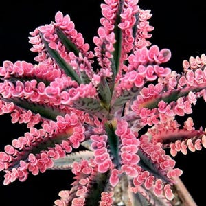 Kalanchoë Pink Schmetterlinge - Seltene Pflanze - Schöne Pflanze - Kleine Pflanzen