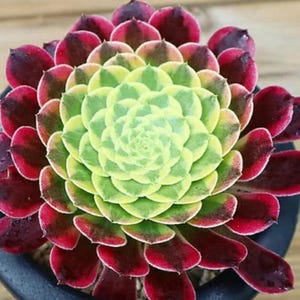 Aeonium Canariense - wunderschöne Sukkulente - Vermehrungsblatt