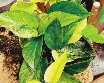 Mix di talee di Pothos rare: varietà di piante da interno esotiche