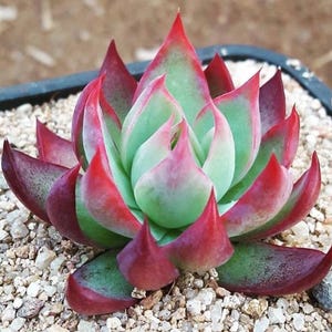 Echeveria Casio Suckulent Förökningsblad - Lättodlad