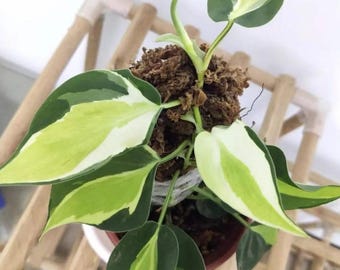 Philodendron Cream Splash Cutting - Rare Plant with Node
