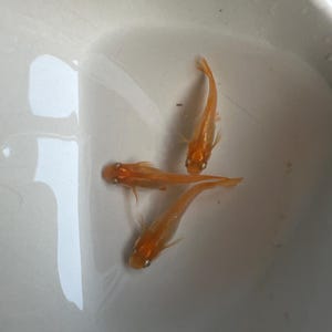 Op de afbeelding: Vier kleine, oranje vissen in een witte kom. De vissen zijn slank met zichtbare vinnen en ogen. Het water in de kom reflecteert licht, waardoor een heldere en schone uitstraling ontstaat. De vissen zijn in een cluster gerangschikt.
