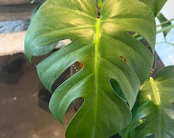 Monstera Borsigiana sadzonka z węzłem - gotowa do rozmnażania