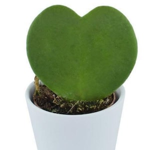 Hoya Kerrii - heart plant - succulent plant in the shape of a heart - 1 Leaf with node