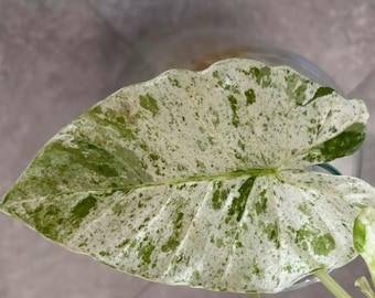 Alocasia Odora Batik variegata - Rzadka Roślina - Cebule