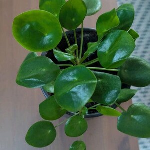 Kinesisk penningväxt: Pilea Peperomioides stickling med nod, sällsynt krukväxt