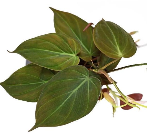 Philodendron Scandens Micans Steckling - Seltene Zimmerpflanze - Etsy.de
