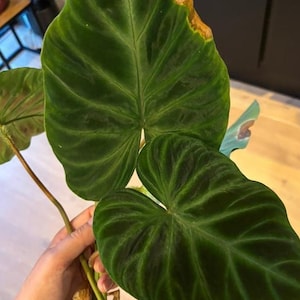 Peut inclure: Une plante Philodendron verrucosum avec de grandes feuilles veloutées en forme de cœur, d'un vert foncé, marquées par des nervures vert clair. Le feuillage présente une texture nervurée, avec des bords montrant des signes de brunissement.