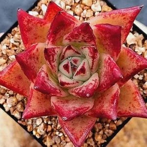 Op de afbeelding: Close-up van een levendige vetplant met rood getipte, driehoekige bladeren. Het centrum van de plant is lichtgroen, omgeven door bladeren met rode en gele spikkels. De vetplant staat in een vierkante zwarte pot gevuld met kleine kiezels.