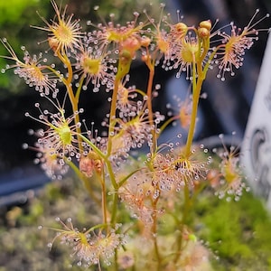 Drosera Auriculata - Carnivorous Plants - Drosera Seeds