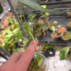Peut inclure: Une petite bouture de plante panachée avec une feuille allongée présentant des motifs marbrés blancs et verts, enracinée dans un gobelet en plastique transparent rempli de sphaigne, avec une tige vert clair fine et une base de feuille.