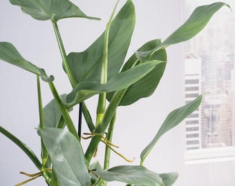 Philodendron Silver Queen Cutting - Rare Tropical Plant