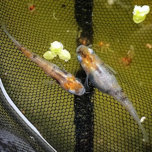 Op de afbeelding: Twee kleine vissen met oranje en zilverkleur zijn te zien in een zwart gaasnet. De vissen hebben zichtbare vinnen en ogen. Het water is een troebele groene kleur, met kleine groene planten die op het oppervlak drijven. Het net is gedeeltelijk zichtbaar op de voorgrond.