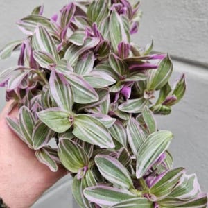 Tradescantia Rosa Sunrise - beautiful plant - rare plant - pink, white and green plant