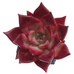 Pode incluir: Uma planta suculenta em close-up com folhas vermelhas escuras e verde claro. As pétalas da planta têm um gradiente de cores, passando do vermelho escuro para um verde mais claro no centro. A suculenta está isolada em um fundo branco.
