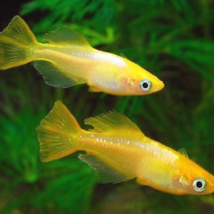 Ovas de peixe com arroz japonês - Medaka Golden