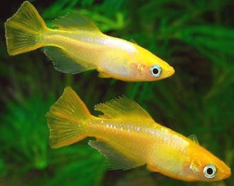 Japanische Reisfisch Eier - Medaka Golden