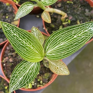 Jewel Orchid Ludisia Discolor Alba - Rare Plant - Beautiful Plant - Cuttings