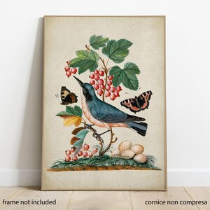 Poster Beccaccia subalpina, arte vintage fiori animali, stampa botanica, poster vintage, illustrazione vintage natura, poster arredo vintage