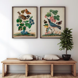 Set di stampe di ornitologia e botanica, Storno e beccaccia, stampe di pagine di libri antichi di ornitologia, set 2 stampe, wall art