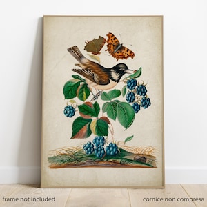 Poster Storno dalle guance bianche, arte vintage fiori animali, stampa botanica, poster vintage, illustrazione vintage natura, poster arredo