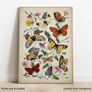 Poster farfalla e falena, arte vintage, poster botanico vintage, illustrazione con farfalle, poster arredo, stampa d'arte alta risoluzione