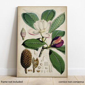 Poster magnolia, arte vintage fiori, stampa botanica, poster floreale vintage, illustrazione con fiori, poster arredo, Magnolia Hodgsonii.