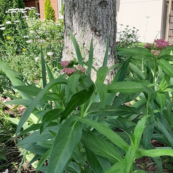 Pink Milkweed Seeds - rose or swamp milkweed - great native for MONARCH butterflies, bees, and other pollinators - 100 seeds - J3Natives