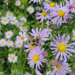 May include: A bee pollinates a field of purple and white wildflowers. The flowers are in full bloom and the bee is busy collecting pollen.