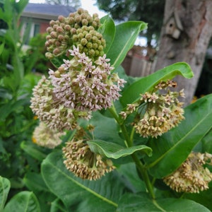 Common Milkweed Seeds - Asclepias Syriaca - Pink Flowers - Great For MONARCH Caterpillars and Butterflies - 100 seeds - J3Natives