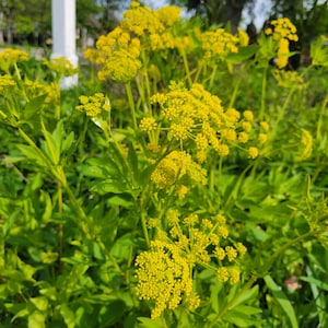 May include: A close-up shot of a plant with vibrant yellow flowers and green leaves. The flowers are clustered in small, round shapes, and the leaves are a deep green. The plant is in full bloom, with the flowers catching the sunlight.
