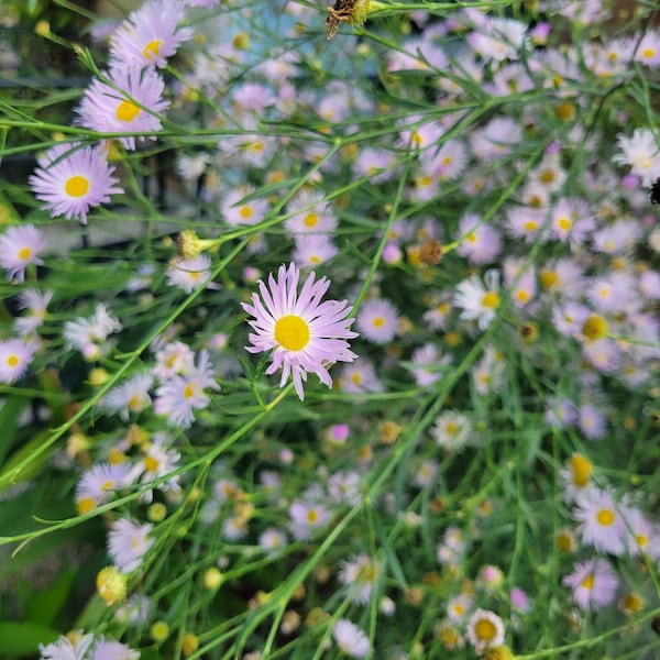 False Aster or Boltonia Seeds - 200 seeds - attract bees, butterflies and pollinators - long- lasting pink flowers
