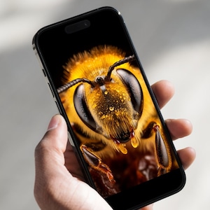 Bee Wallpaper