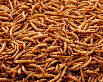 Dried Mealworms | Bulk Pack 5 kg to 35 kg