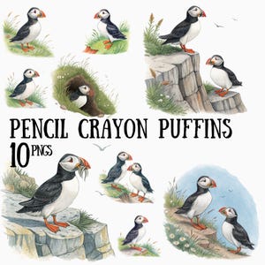 Op de afbeelding: Tien digitale illustraties van papegaaiduikers, een soort zeevogel, in verschillende poses. De illustraties zijn in cartoon-stijl en hebben felle kleuren. De tekst "Pencil Crayon Puffins 10 PNGs" staat onderaan de afbeelding.